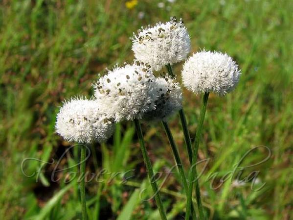 Spherical Pipewort
